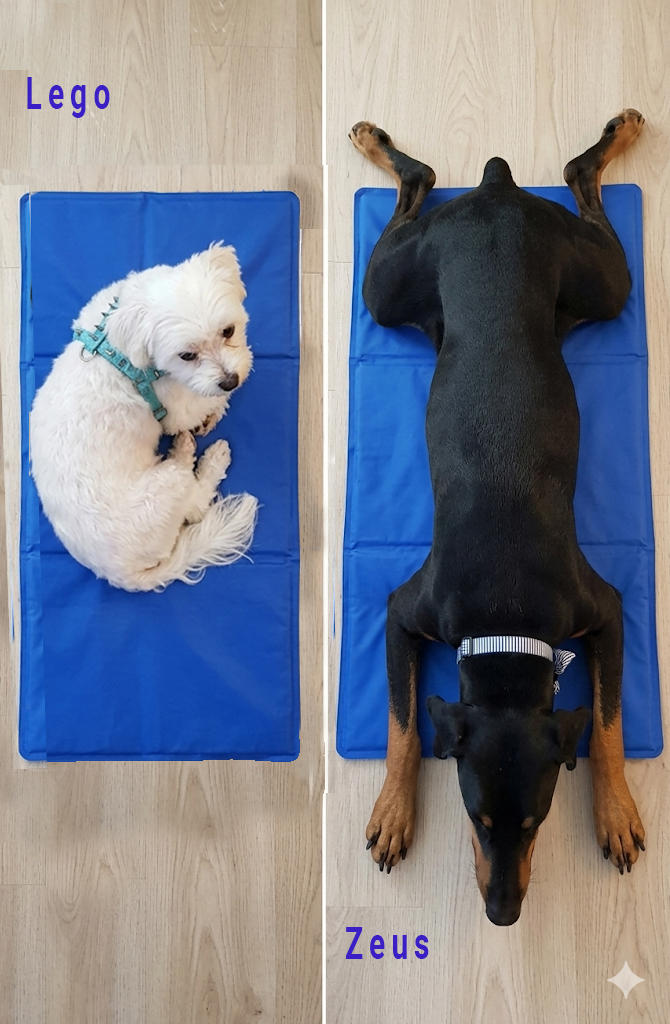 Lego and Zeus cooling down on blue cooling mats