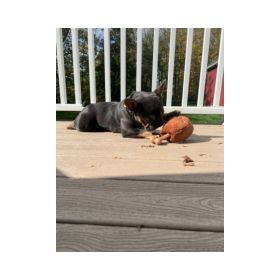 Territory Dog 2 In 1 Ham On Bone 8 Inch Soft Plush Squeaker Novelty Toy Product