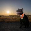 Safetypup XD Orange Dog Bandana High Visibility Reflective Size XL