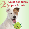 PAW:20 My Name is Bud Weed Dog Toy Pot Nug Squeaky Loud Noise Maker Novelty