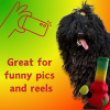 PAW20 My Name is Bo da Bong Dog Toy Squeaky Stuffed 420 Novelty Plush