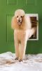 PetSafe Extreme Weather Dog Door Insulated Triple Tinted Plastic Flap Large