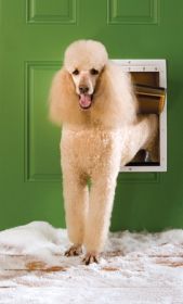 PetSafe Extreme Weather Dog Door Insulated Triple Tinted Plastic Flap Large