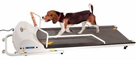 PetRun PR720F Dog Treadmill Foldable Upright Running Deck Medium Breeds Remote Control