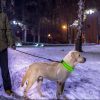 LED Dog Collar High Visibility Light Flashing Steady Safe Night Walking Puppy Safety Secure