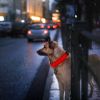LED Dog Collar High Visibility Light Flashing Steady Safe Night Walking Puppy Safety Secure