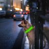 LED Dog Collar High Visibility Light Flashing Steady Safe Night Walking Puppy Safety Secure