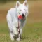 Natural Rubber Dog Rope Hoist Toy Braided Cotton Tug Dental Lead Play CCS (Option: Mixed Color Hair-9cm)