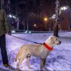 LED Dog Collar High Visibility Light Flashing Steady Safe Night Walking Puppy Safety Secure