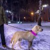 LED Dog Collar High Visibility Light Flashing Steady Safe Night Walking Puppy Safety Secure