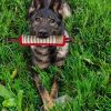 Dog Bite Tug Stick Tough Bite Bar High-Density Woven Webbing Dual Handles Training Tool CCS