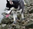 Pet Life Reflective Adjustable Rugged Outdoor Dog Shoes Anti Slip Rubber Soles