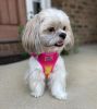 American River Ombre Choke Free Adjustable Mesh Harness Small Medium Large Breeds Reflective Safety Design