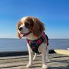 Doggie Design Venture Paw Pull Control Dog Harness Sugar Rush Pink