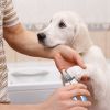 Unbranded Stainless Steel Dog Nail Clipper Safety Guard Ergonomic Handle Precision Cutting Two Option Daily Grooming Tool