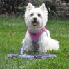 Doggie Design Soft Pull Traffic Leash 4ft 1 Inch Wide Soft Grip Heavy Duty Anti Pull Control Reduces Expansion Matching Puppy Everyday
