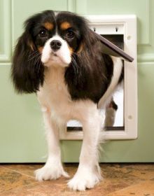 PetSafe Plastic Dog Door Affordable Durable Tough Plastic Closing Panel Secure Weather Resistant Entry Indoor Outdoor Design (Option: Small)
