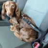 Doggie Design Seat Belt Strap Leash Adjustable Safety Car Harness Connector Secure Freedom Combination Puppy Travel Restraint Durable