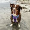 Doggie Design Venture Paw Pull Control Dog Harness Sugar Rush Pink