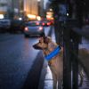 Unbranded — LED Dog Collar High Visibility Flashing Steady Light Modes Night Walking Safety Adjustable Waterproof Secure Comfortable Fit