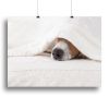 Pet Life Jack Russell Terrier Canvas Print Poster Sleeping Dog Artwork Wood Frame