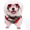 Dog Goggles UV Protection Waterproof Windproof Anti Fog Adjustable Eyewear CCS