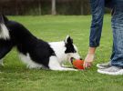 Dog Branch Chew Toy Latex Rubber Interactive Squeaky Splinter Free Stick CCS