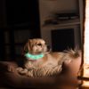 Unbranded — USB Rechargeable LED Dog Collar High Visibility Polymer Fiber Adjustable Waterproof Safe Night Walking Light Up Design Puppies Dogs