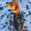Alpine — All Weather Waterproof Dog Coat — Reflective Warm Fleece Lined Adjustable Fit Weatherproof Adventure Outerwear Small Medium Large Dogs