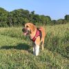 Doggie Design American River Ombre Step In Mesh Harness Reflective Safety Adjustable Choke Free Secure Everyday Walking Lightweight