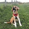 Doggie Design American River Ombre Step In Mesh Harness Reflective Safety Adjustable Choke Free Secure Everyday Walking Lightweight