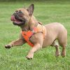 Doggie Design — American River Choke Free Harness Hawaiian Trim — Comfortable Stylish Tropical Adventure Adjustable Secure Fit Everyday Walking Dogs