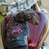 Doggie Design — Biker Dawg Motorcycle Dog Jacket — Vintage Style Faux Leather Warm Lining Adjustable Fit Outdoor Protection Available Black or Pink