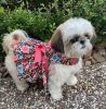 Touchdog — Blooming Blue Peach Floral Dog Dress — Bow Matching Leash Soft Seasonal Style for Spring Outings Summer Walks and Photo Moments