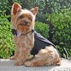 Doggie Design Formal Wedding Bowtie Tuxedo Suit Adjustable Leash Ready Dressy Outfit Dapper Special Occasions Dogs
