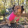 Fitwarm — Dog Hoodie —  Color Block Hoody Thicker Warm Pocket Soft Comfortable Stylish Everyday Layer Kangaroo Pocket