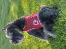 Doggie Design CuddlePup Pajamas Cotton Soft Lightweight Sleepwear Snuggle Breathable Open Belly