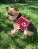 Doggie Design CuddlePup Pajamas Cotton Soft Lightweight Sleepwear Snuggle Breathable Open Belly