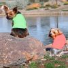 Doggie Design Cotton Tank Breathable Solid Color Sleeveless Blank Shirt