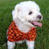 Doggie Design Halloween Camp Shirt 100 Percent Cotton Spooky Print Button Lightweight Holiday Apparel Built Leash Hole Multiple Dogs