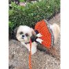 Doggie Design Halloween Dog Harness Dress Festive Practical Matching Leash