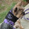 Doggie Design — Halloween Dog Harness — Choke Free Stylish Festive Outfit Matching Leash Spooky Seasonal Style Lightweight Comfortable Fit