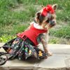 Doggie Design Red Velvet Christmas Dress Belt Fur Trim Leash Holiday Party Set