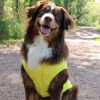 Doggie Design Packable Waterproof Raincoat Lightweight Mesh Lined Windbreaker Compact Travel All Weather Protection Breeds