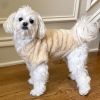 Dog Sweater Soft Polyester Plush Pullover Lightweight Warm Cozy Fleece Winter Outfit
