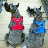 Doggie Design — Venture Paw Pull Control Dog Harness — Durable Water Resistant Canvas Comfortable Secure Adjustable Everyday Walking Small Medium Dogs