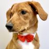 Doggie Design — Formal Removable Bowtie Collar — Adjustable Classic Dress Accessory Washable Durable Comfortable Fit Special Events Style