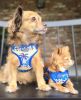 Doggie Design — Wrap and Snap Harness — Soft Mesh Adjustable Choke Free Comfortable Secure Fit Easy Step In Everyday Walking Design