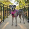 Doggie Design Venture Paw Pull Control Dog Harness Sugar Rush Pink