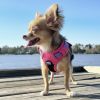 Doggie Design Venture Paw Pull Control Dog Harness Sugar Rush Pink